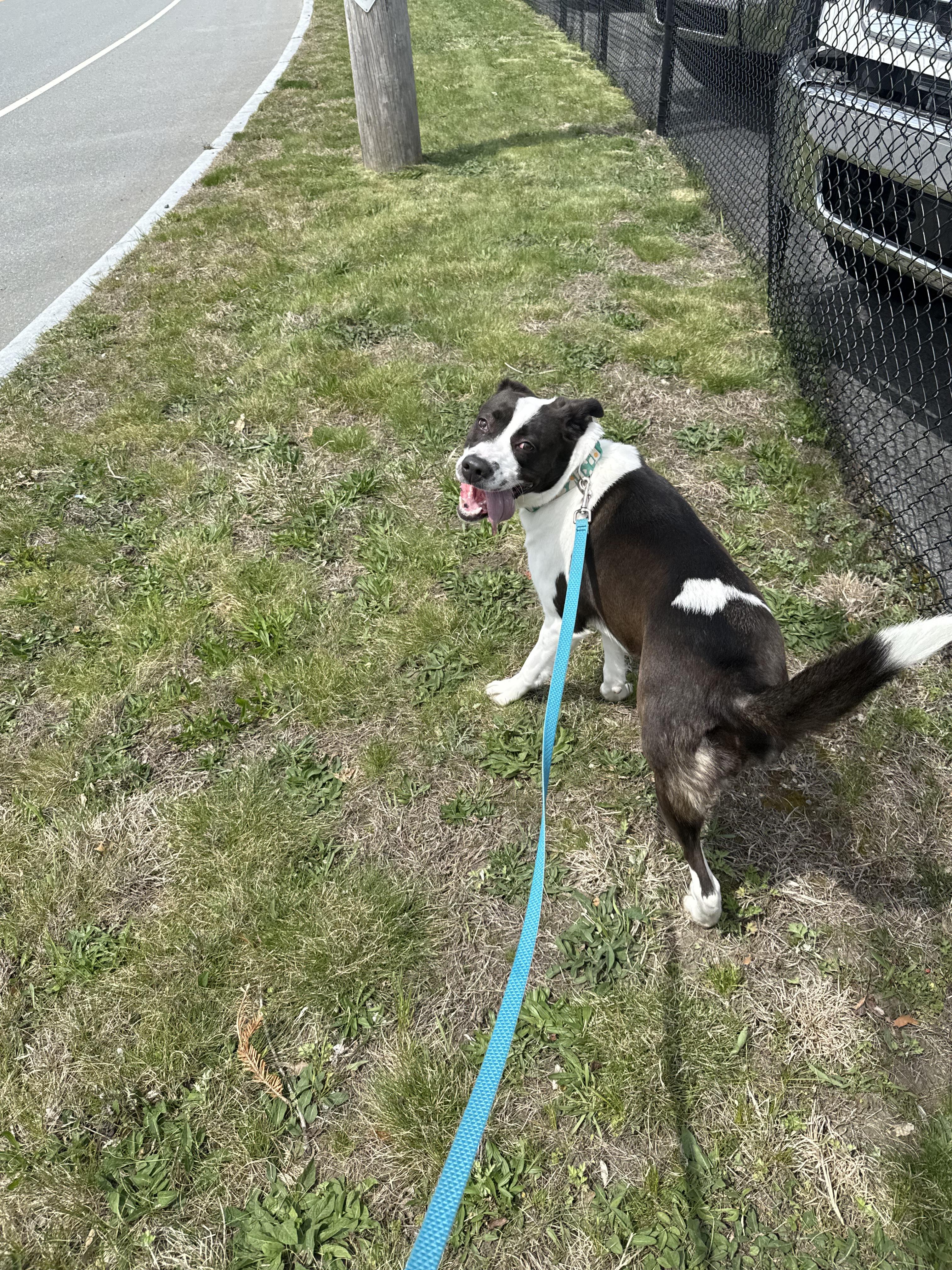 Autumn, a Adoptable mixed breed in East Providence, RI image 2/3