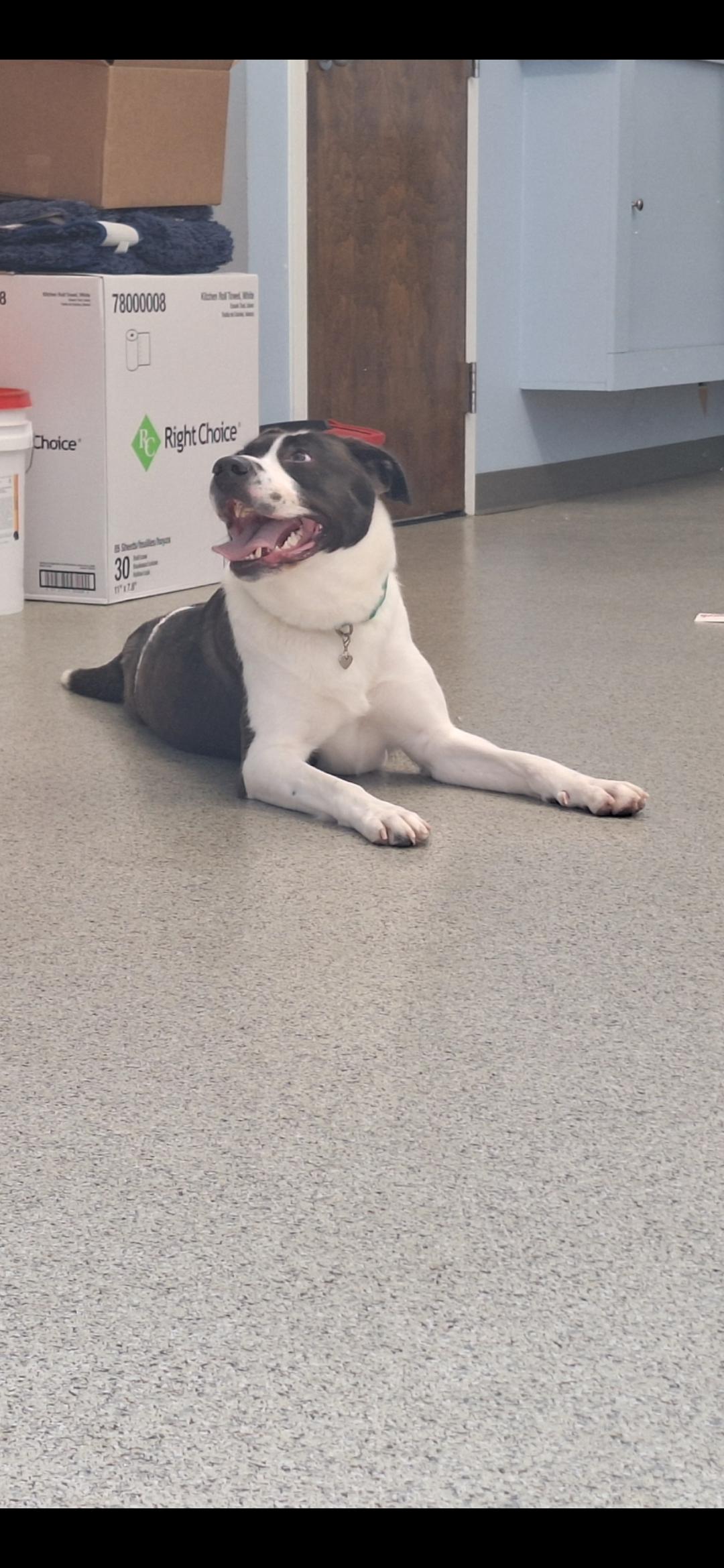 Autumn, Adult Female Pit Bull Terrier