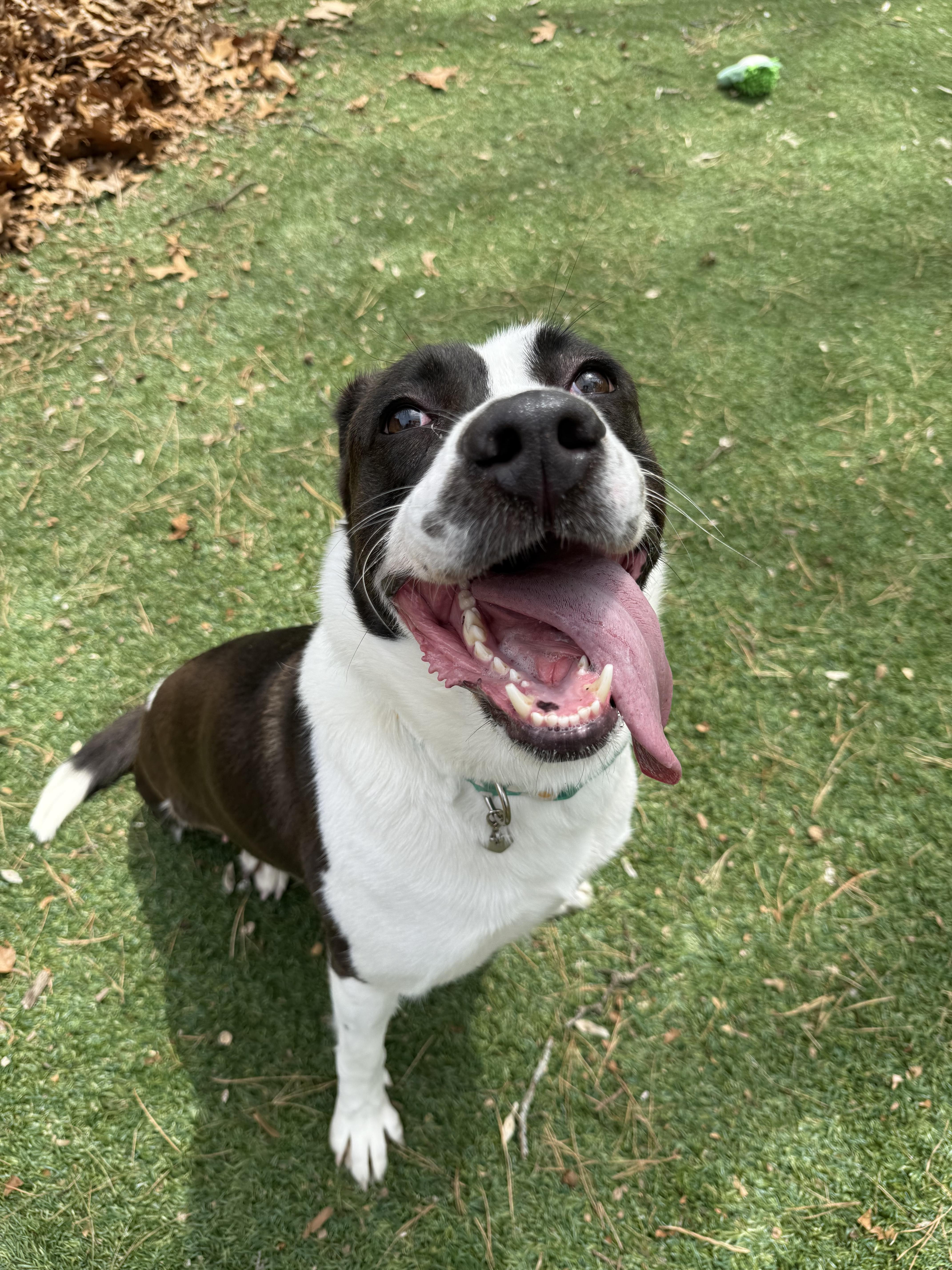 Autumn, a Adoptable mixed breed in East Providence, RI image 3/3
