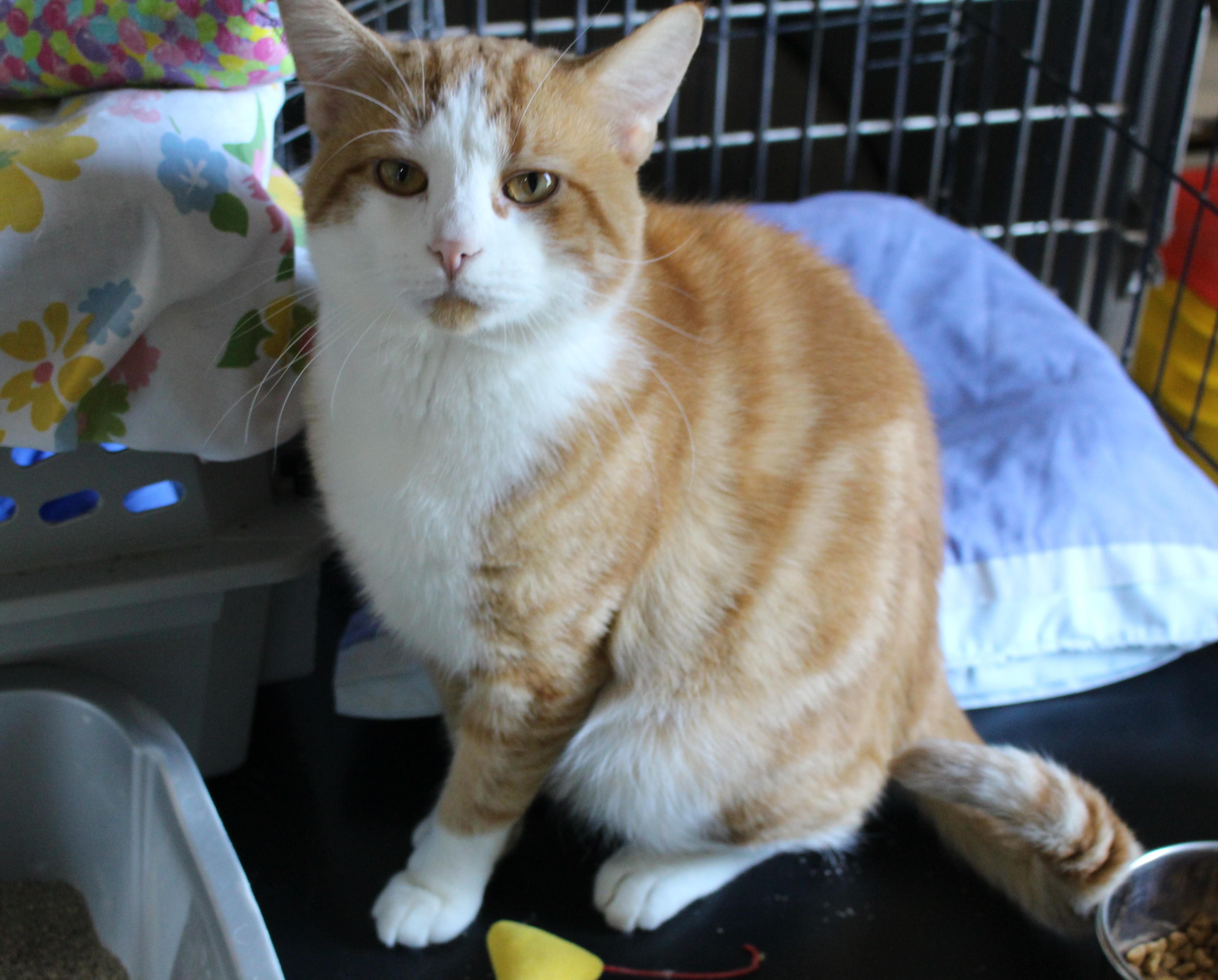 Enlarge Tommy, a Adoptable Domestic Short Hair in Ontonagon, MI image 1/1