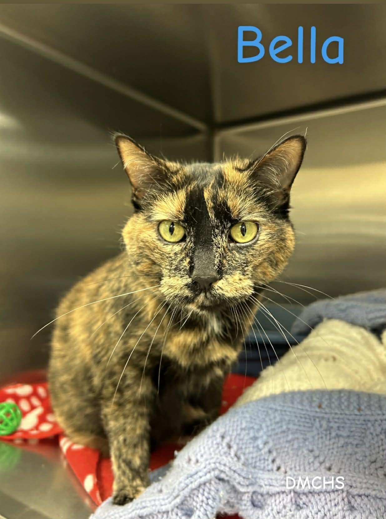 Enlarge Bella, a Adoptable Domestic Short Hair in Burlington, IA image 1/2
