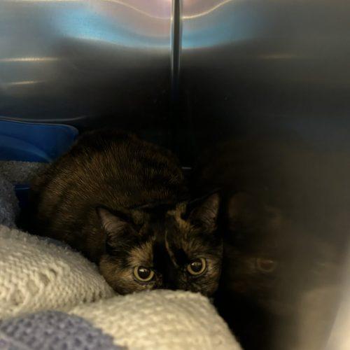 Enlarge Bella, a Adoptable Domestic Short Hair in Burlington, IA image 1/2