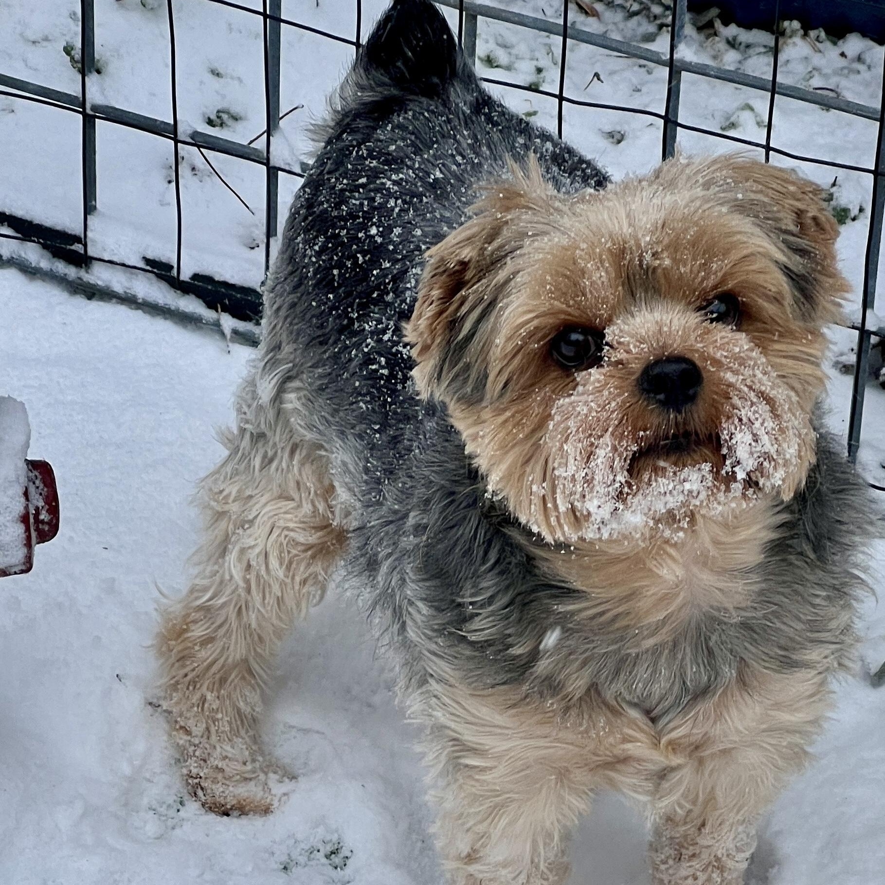 Enlarge Kayce, an adopted Yorkshire Terrier in High Point, NC image 3/6