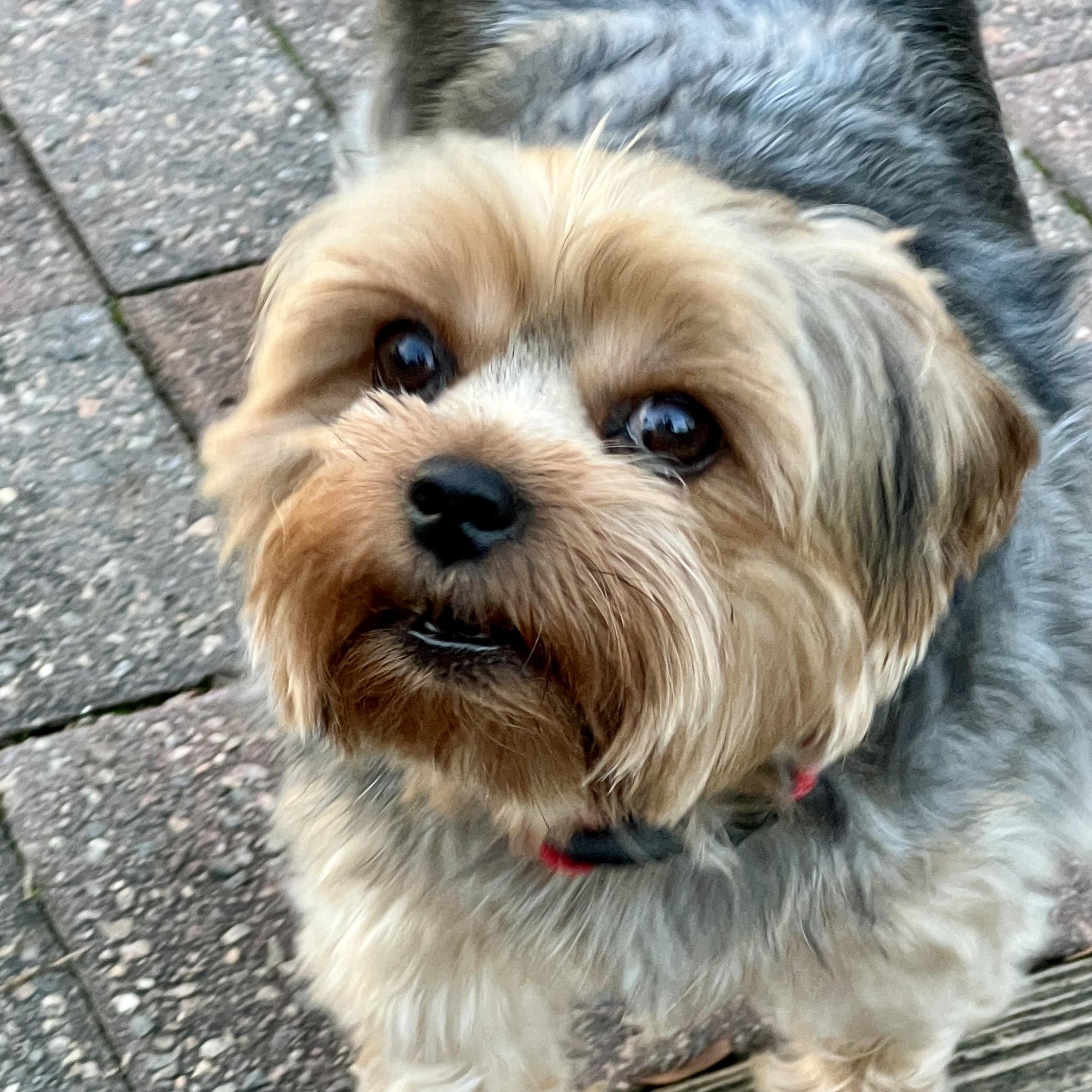 Enlarge Kayce, an adopted Yorkshire Terrier in High Point, NC image 4/6