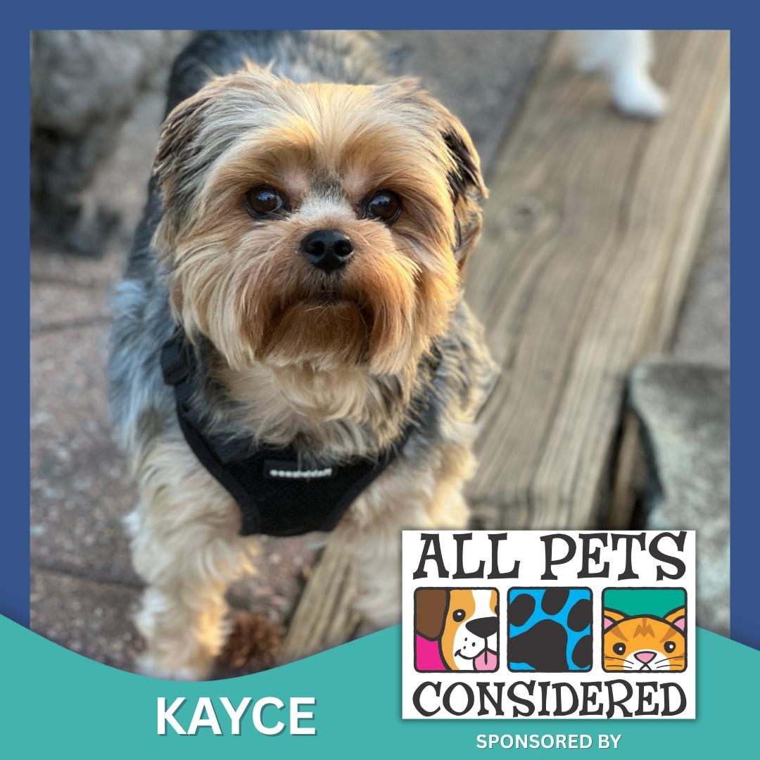 Kayce, adopted, Adult Male Yorkshire Terrier.