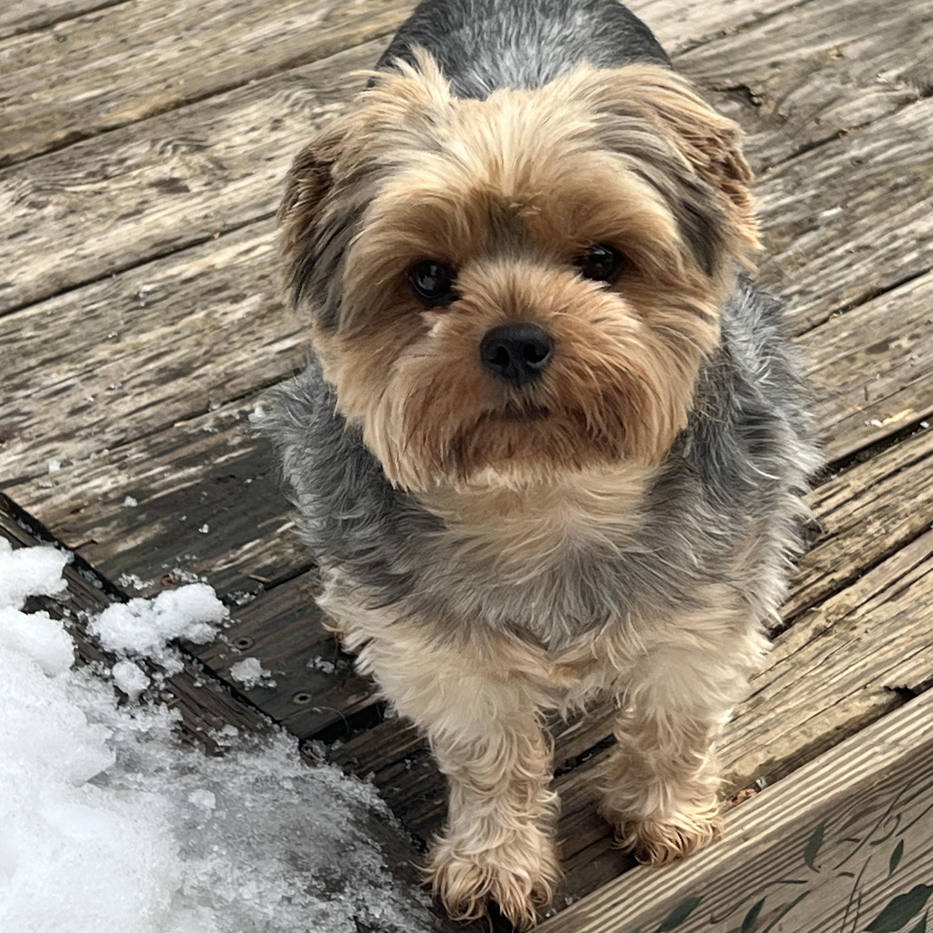 Enlarge Kayce, an adopted Yorkshire Terrier in High Point, NC image 6/6