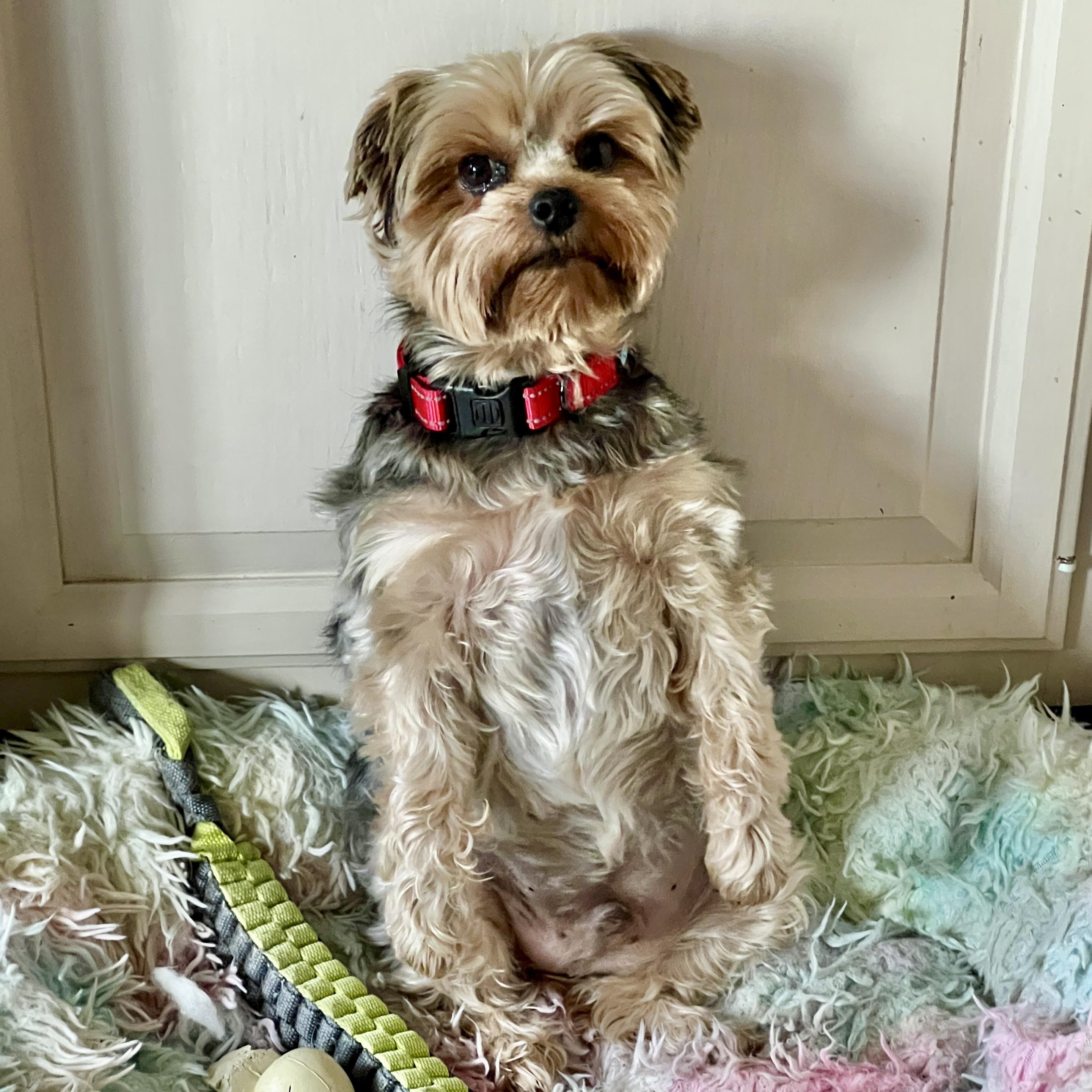 Enlarge Kayce, an adopted Yorkshire Terrier in High Point, NC image 2/6