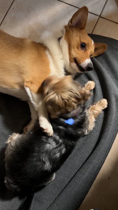 Enlarge Kayce, an adopted Yorkshire Terrier in High Point, NC video 5/6