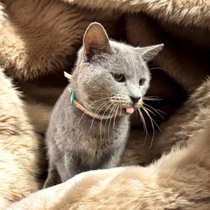 Paisley — thumbnail 2