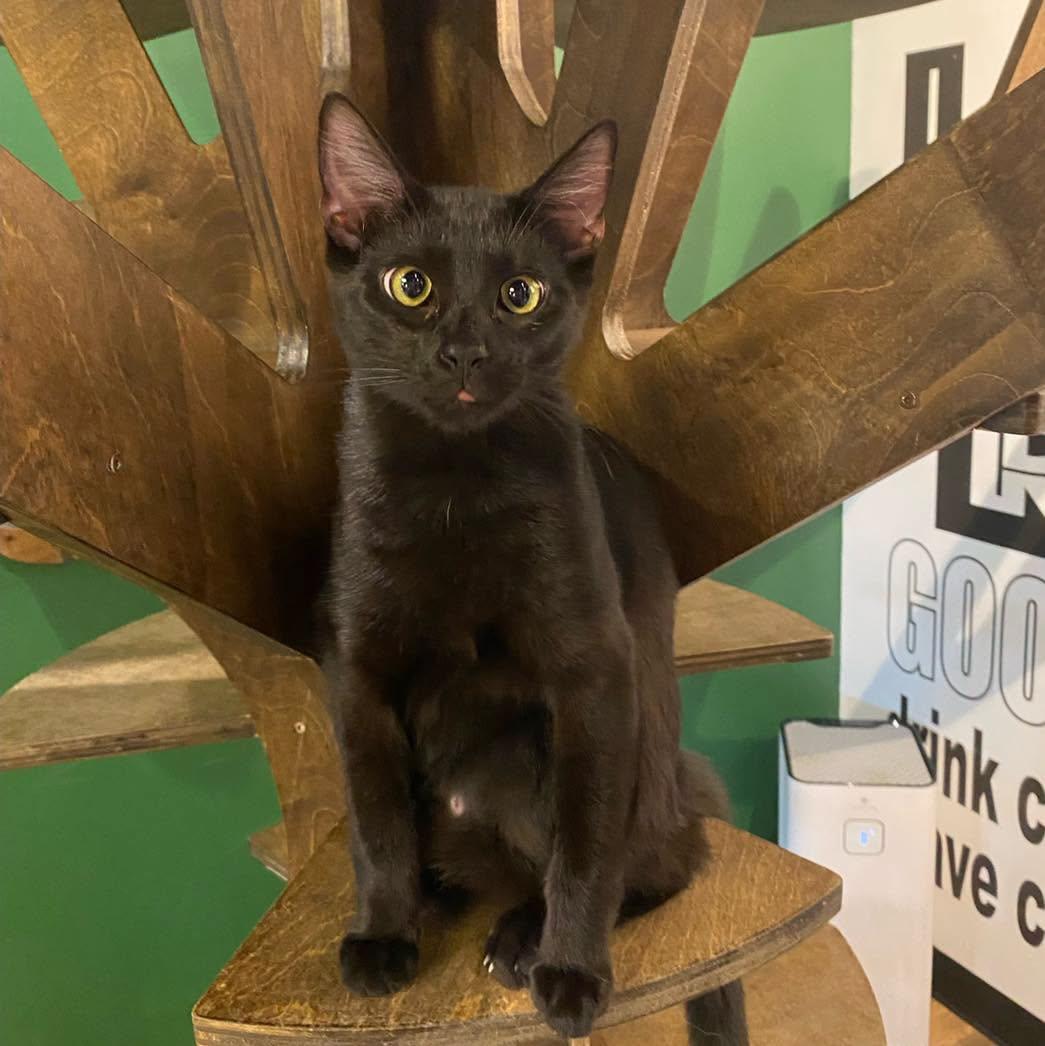 Martin, an adoptable American Shorthair in Murfreesboro, TN image 3/3