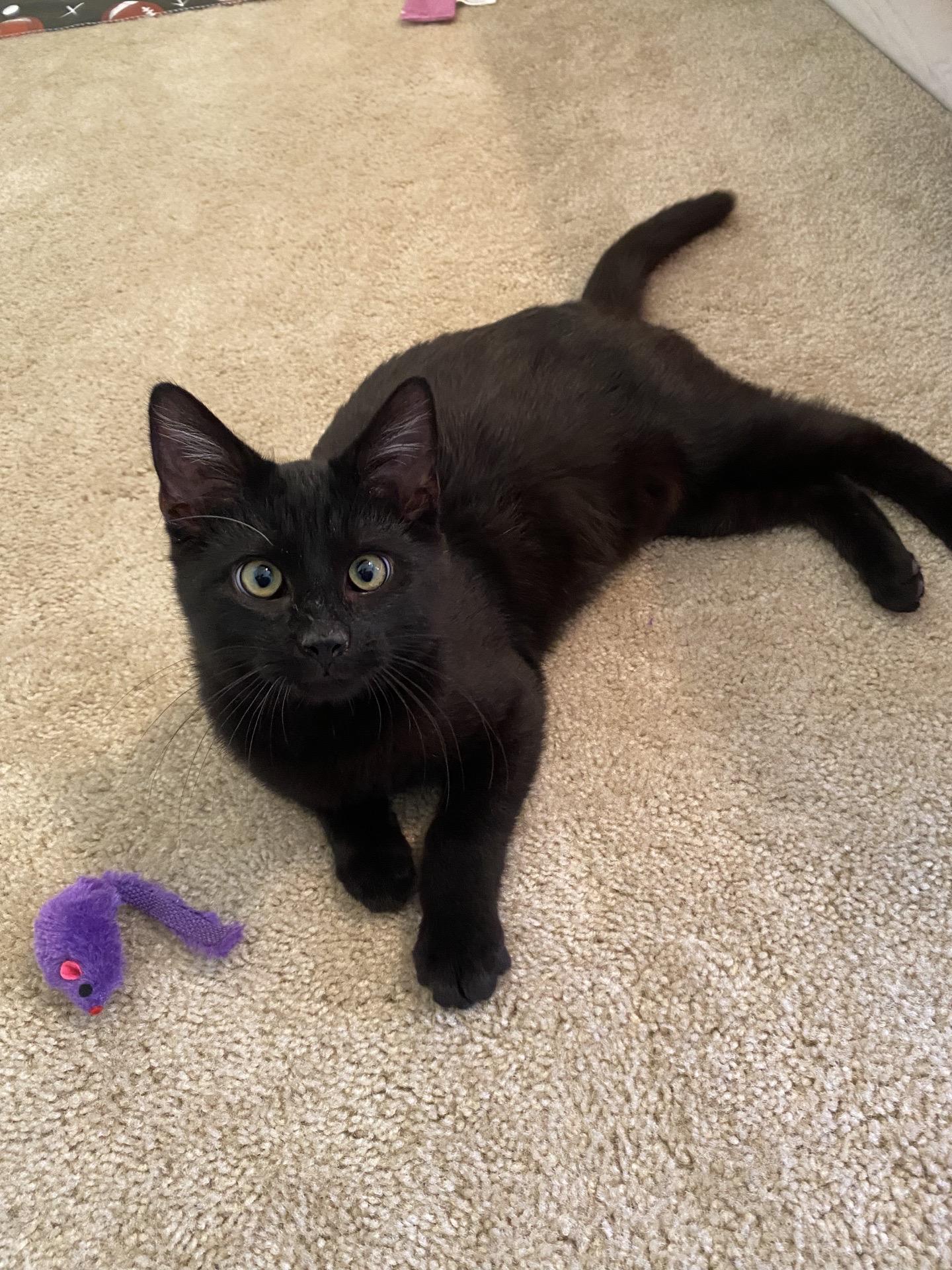 Martin, ADOPTABLE, Young Male American Shorthair.