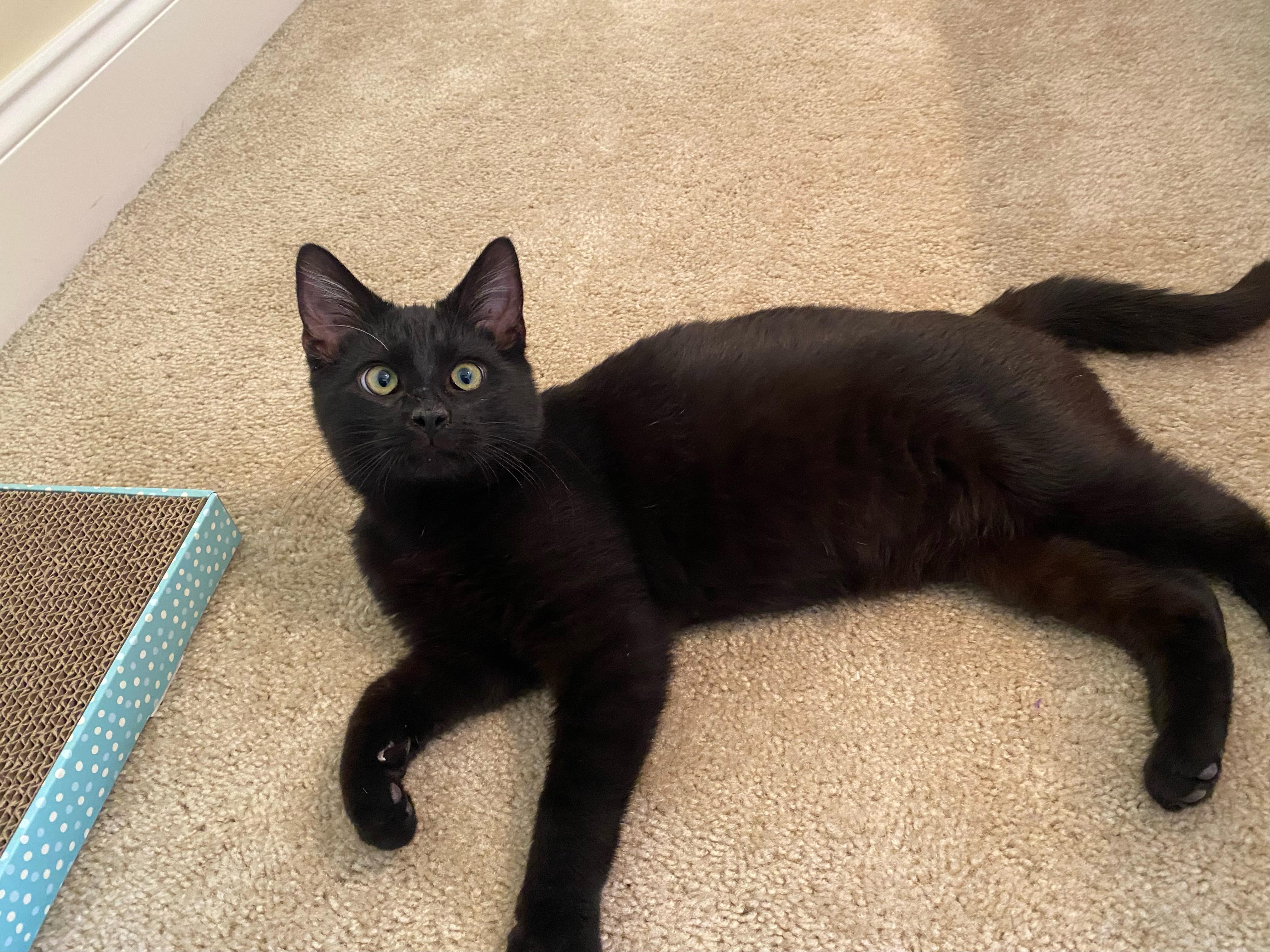 Martin, a ADOPTABLE American Shorthair in Murfreesboro, TN image 2/2