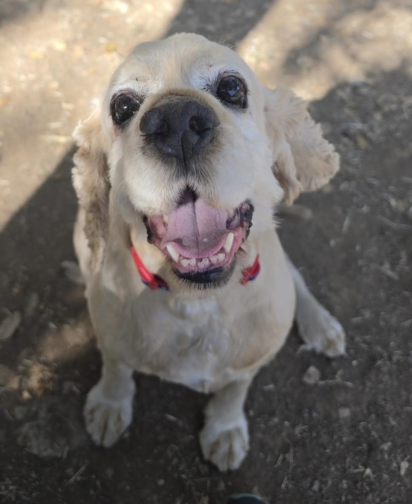 Noah, Adoptable, Adult Male Cocker Spaniel.