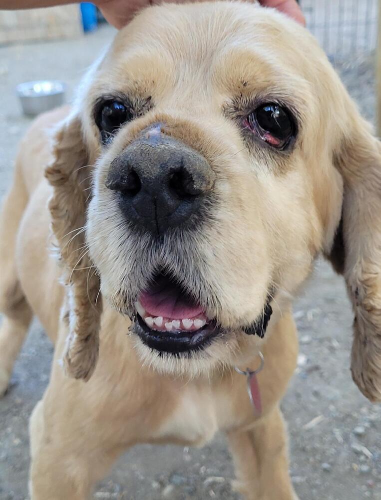 Noah, Adoptable, Adult Male Cocker Spaniel.