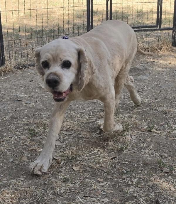 Enlarge Noah, a Adoptable Cocker Spaniel in Jamestown, CA image 2/6