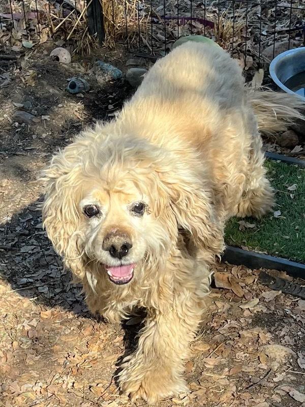 Noah, a Adoptable Cocker Spaniel in Jamestown, CA image 2/4