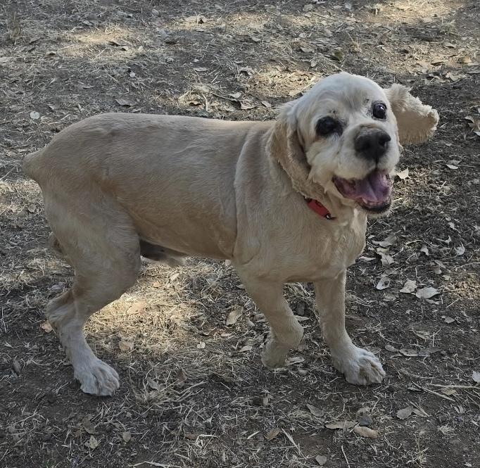 Enlarge Noah, a Adoptable Cocker Spaniel in Jamestown, CA image 3/6