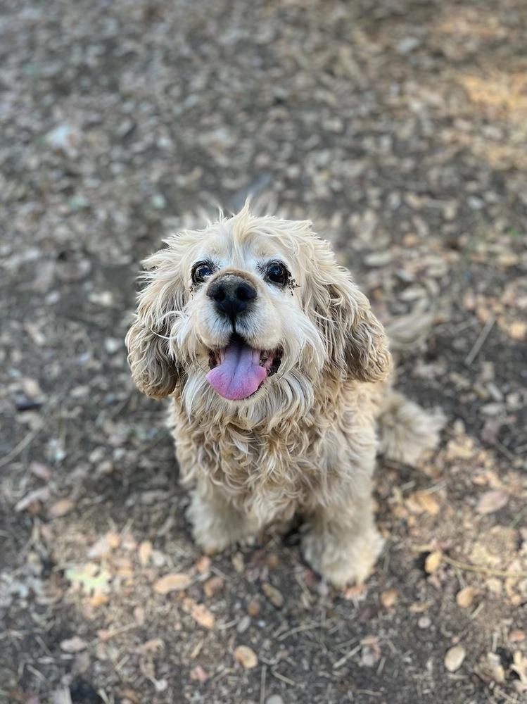 Noah, a Adoptable Cocker Spaniel in Jamestown, CA image 4/4