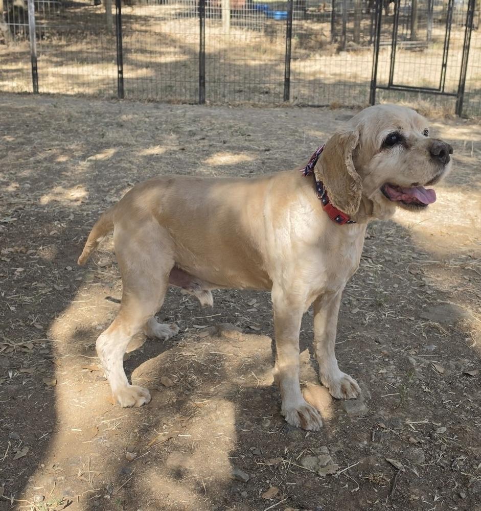 Enlarge Noah, a Adoptable Cocker Spaniel in Jamestown, CA image 6/6
