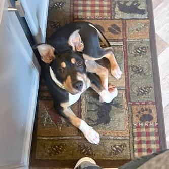 Gunner, a Adoptable mixed breed in Alma, WI image 2/4