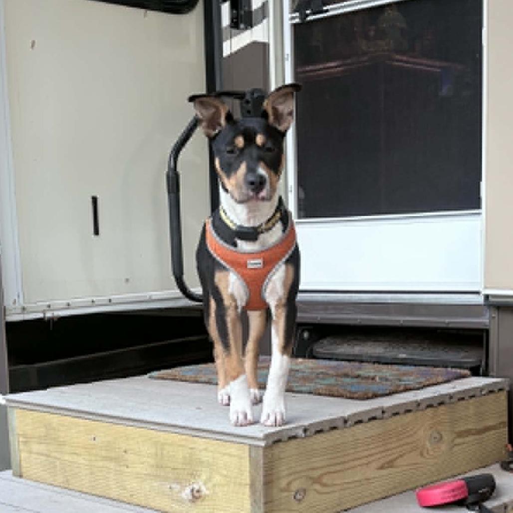 Gunner, a Adoptable mixed breed in Alma, WI image 1/6