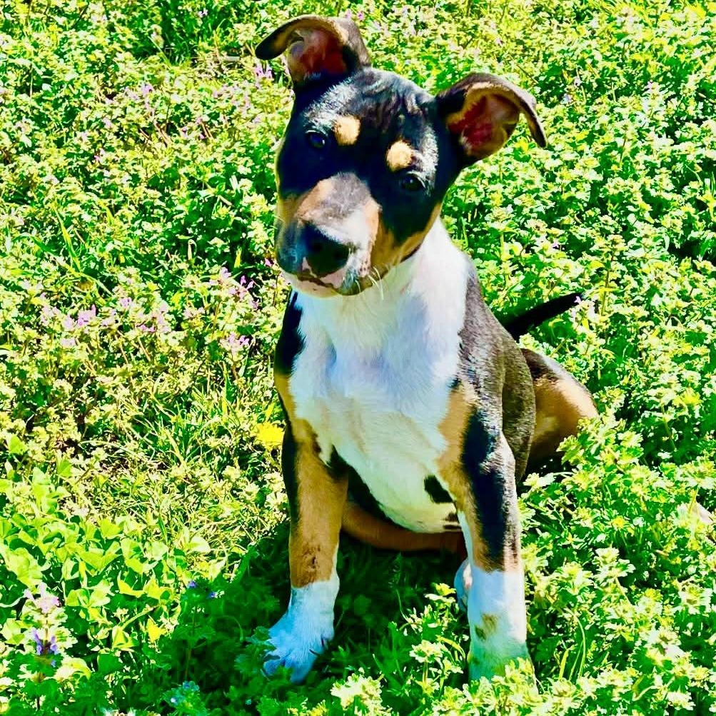 Gunner, a Adoptable mixed breed in Alma, WI image 3/4