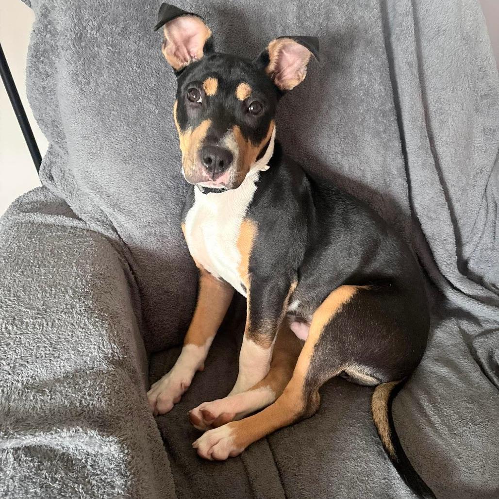 Gunner, Adoptable, Puppy Male Pit Bull Terrier & Mixed Breed.
