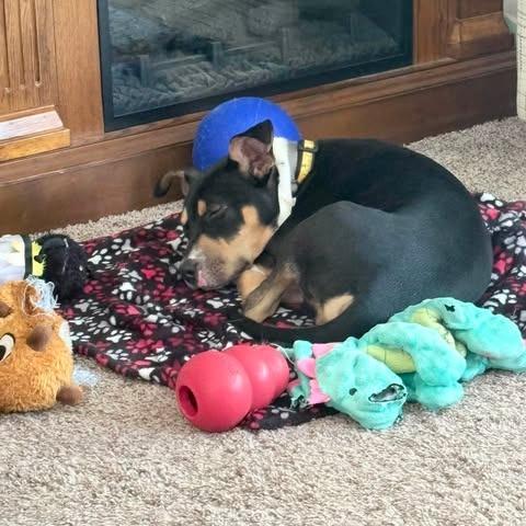 Gunner, a Adoptable mixed breed in Alma, WI image 4/4