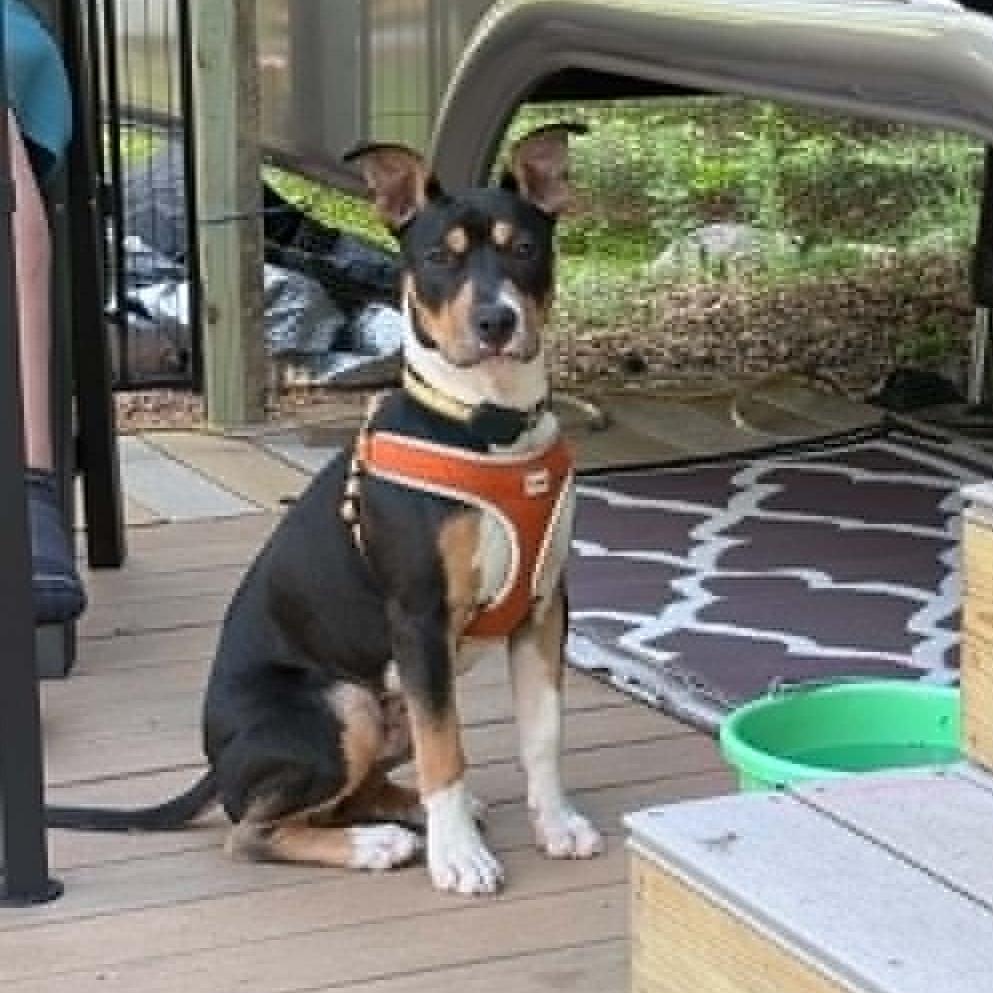 Gunner, a Adoptable mixed breed in Alma, WI image 3/6