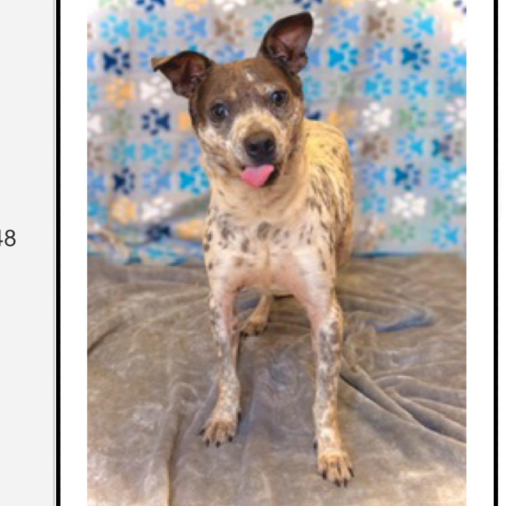 Derp, Adoptable, Adult Male Mixed Breed.