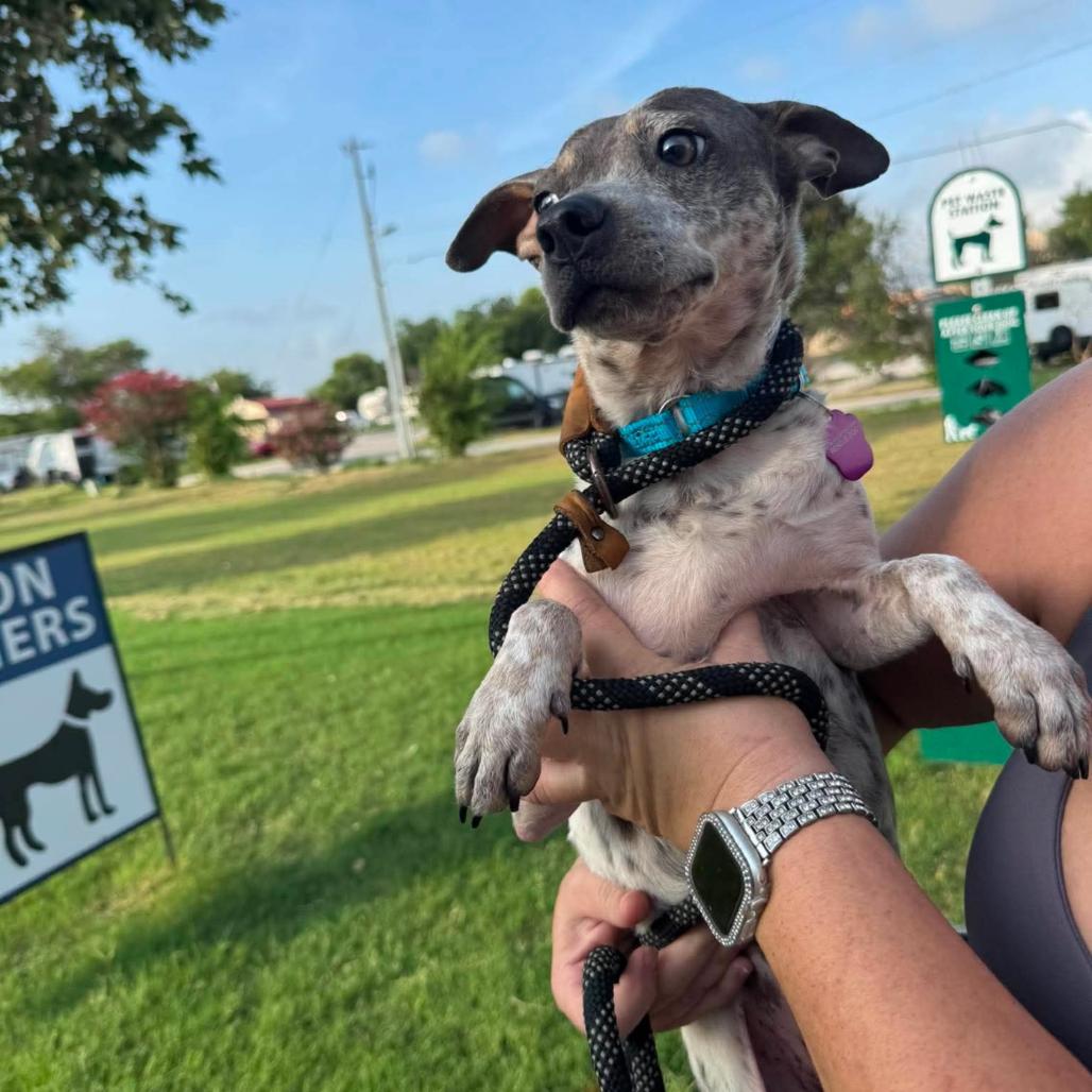 Enlarge Derp, a Adoptable Mixed Breed in Rockville, MD image 2/2