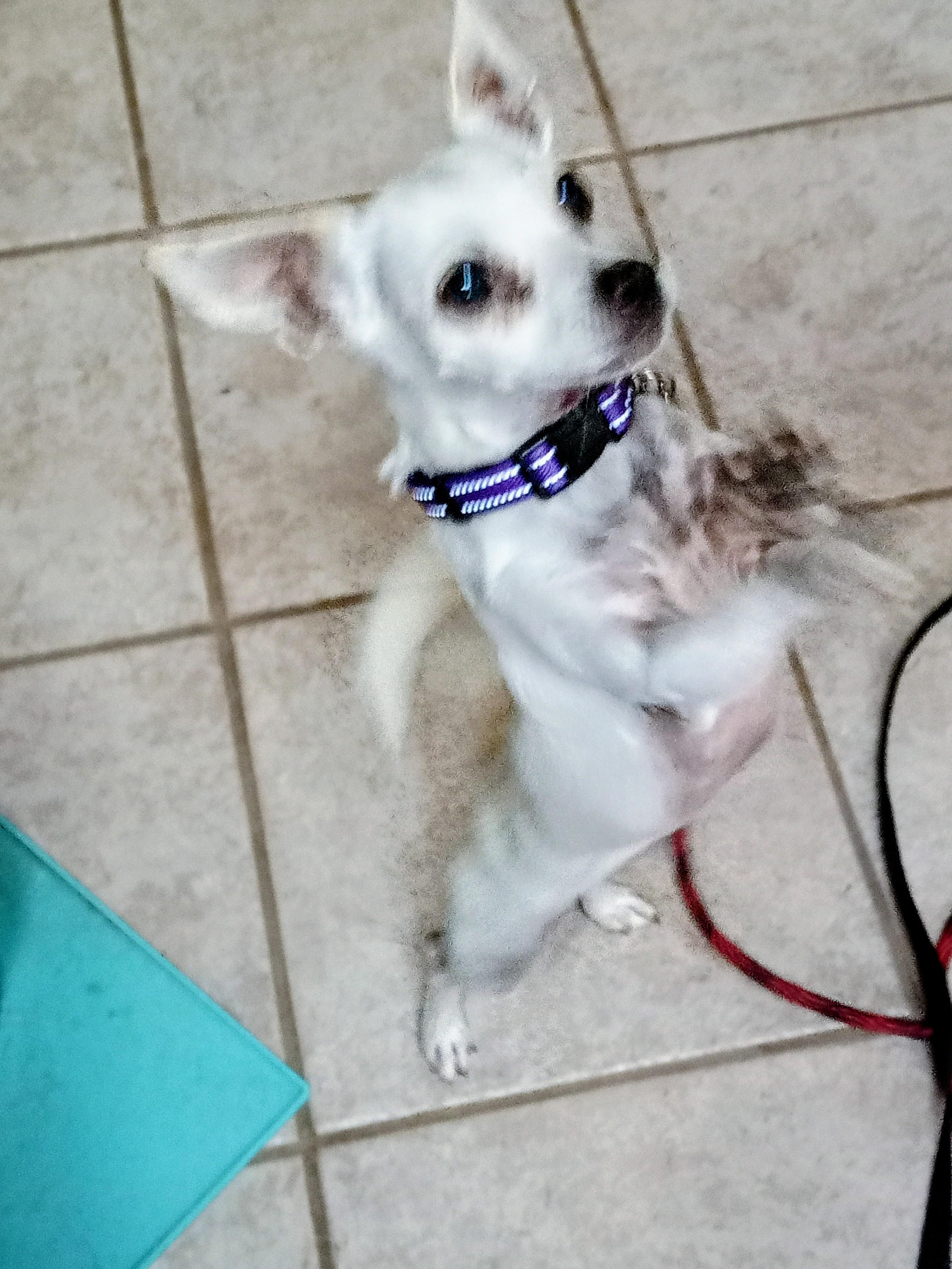 Enlarge Sweet Pea, a Adoptable Chihuahua in Albuquerque, NM image 2/2