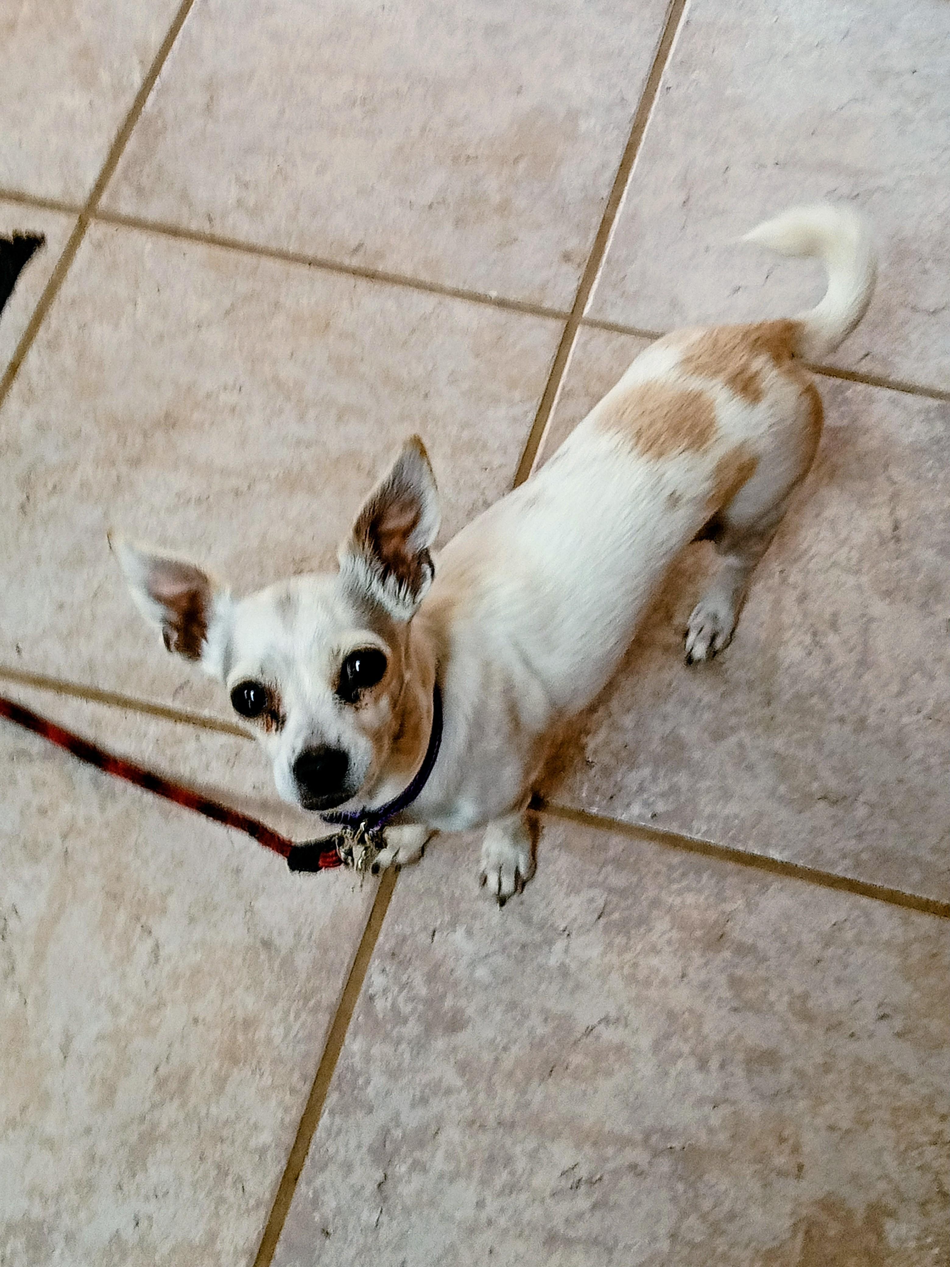 Sweet Pea, Adoptable, Adult Female Chihuahua.