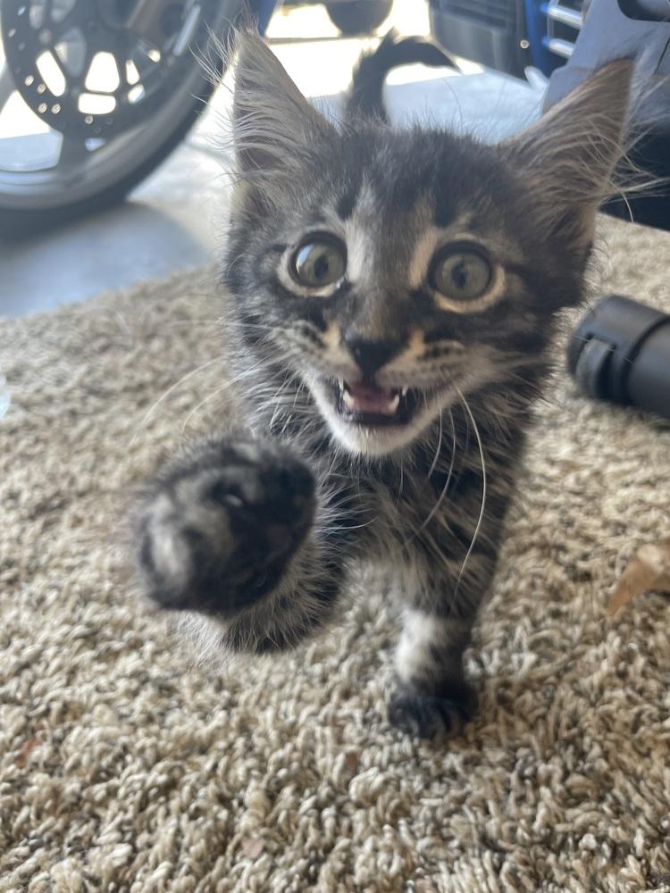 Berlioz, Adoptable, Kitten Male Domestic Long Hair.