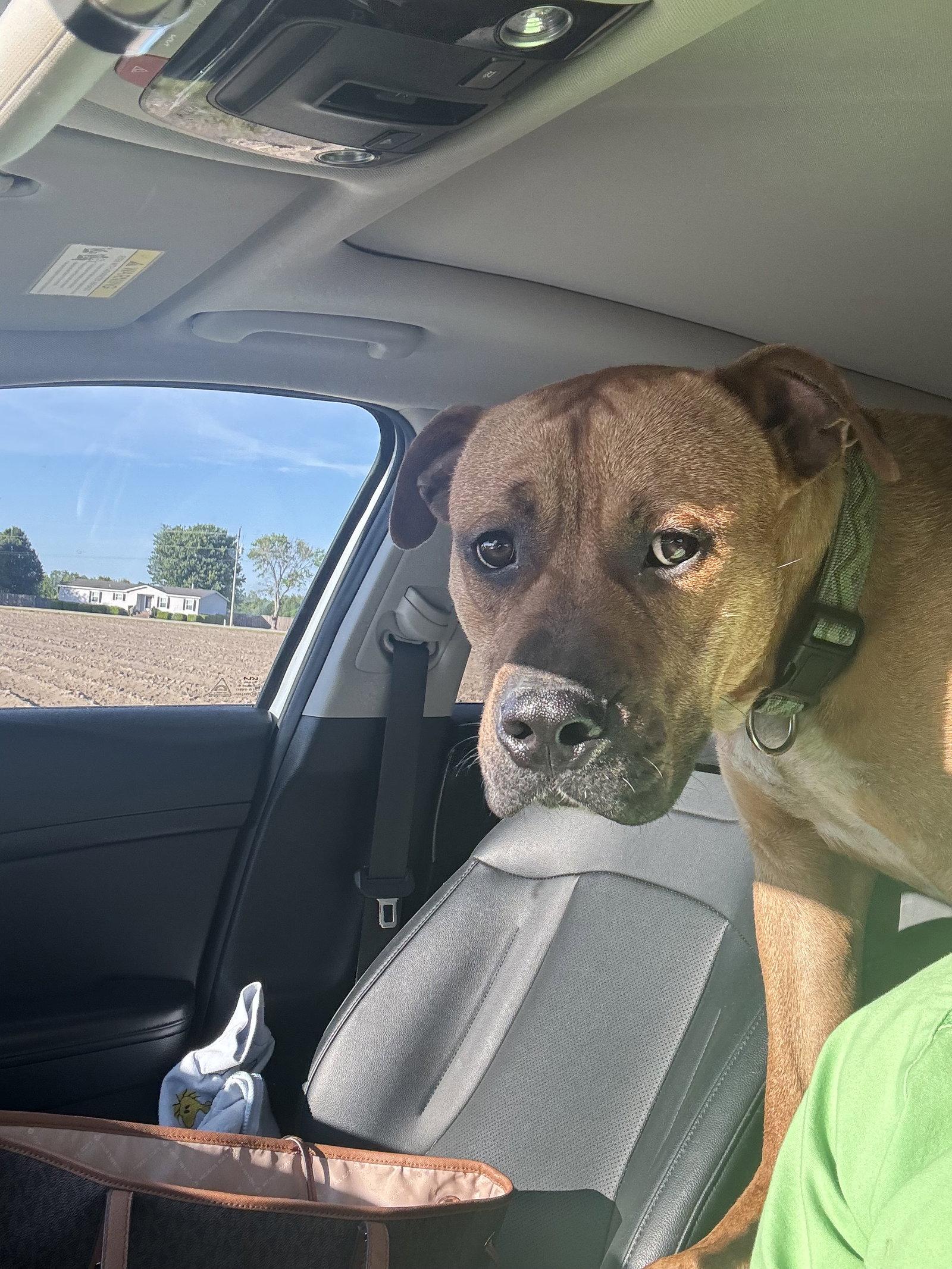 Rico, Adoptable, Adult Male Black Mouth Cur.