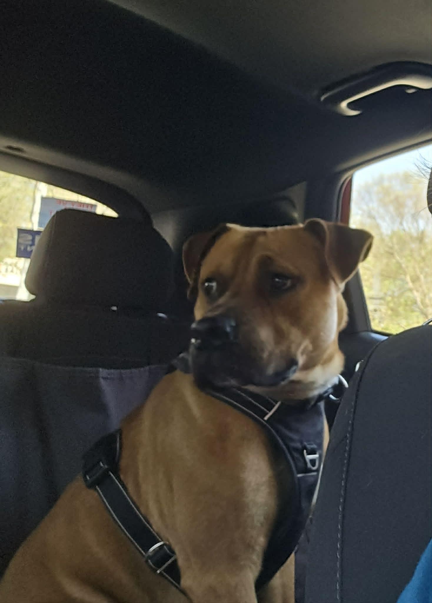 Enlarge Rico, a Adoptable Black Mouth Cur in Holly Springs, NC image 2/3