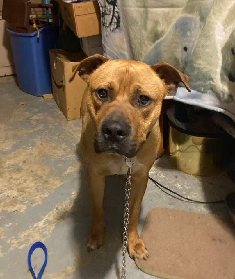 Enlarge Rico, a Adoptable Black Mouth Cur in Holly Springs, NC image 3/3