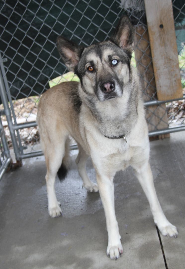 Enlarge Sheba, an adoptable mixed breed in Marietta, OH image 1/6