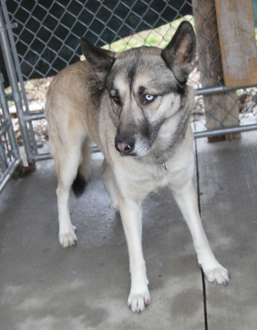 Enlarge Sheba, an adoptable mixed breed in Marietta, OH image 2/6