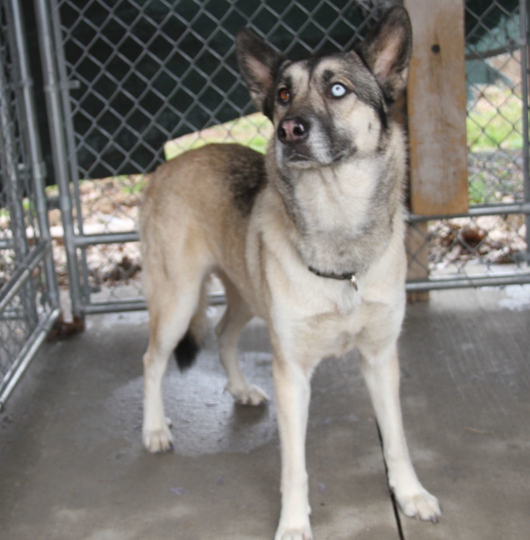 Enlarge Sheba, an adoptable mixed breed in Marietta, OH image 3/6
