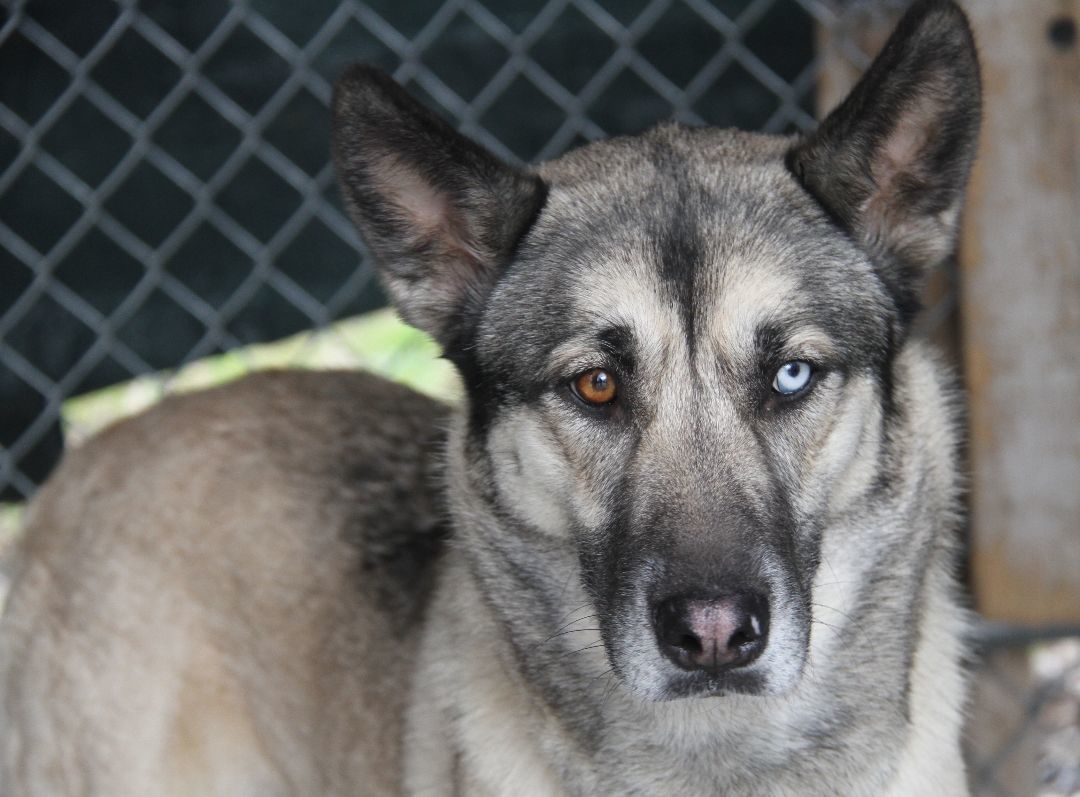 Enlarge Sheba, an adoptable mixed breed in Marietta, OH image 4/6