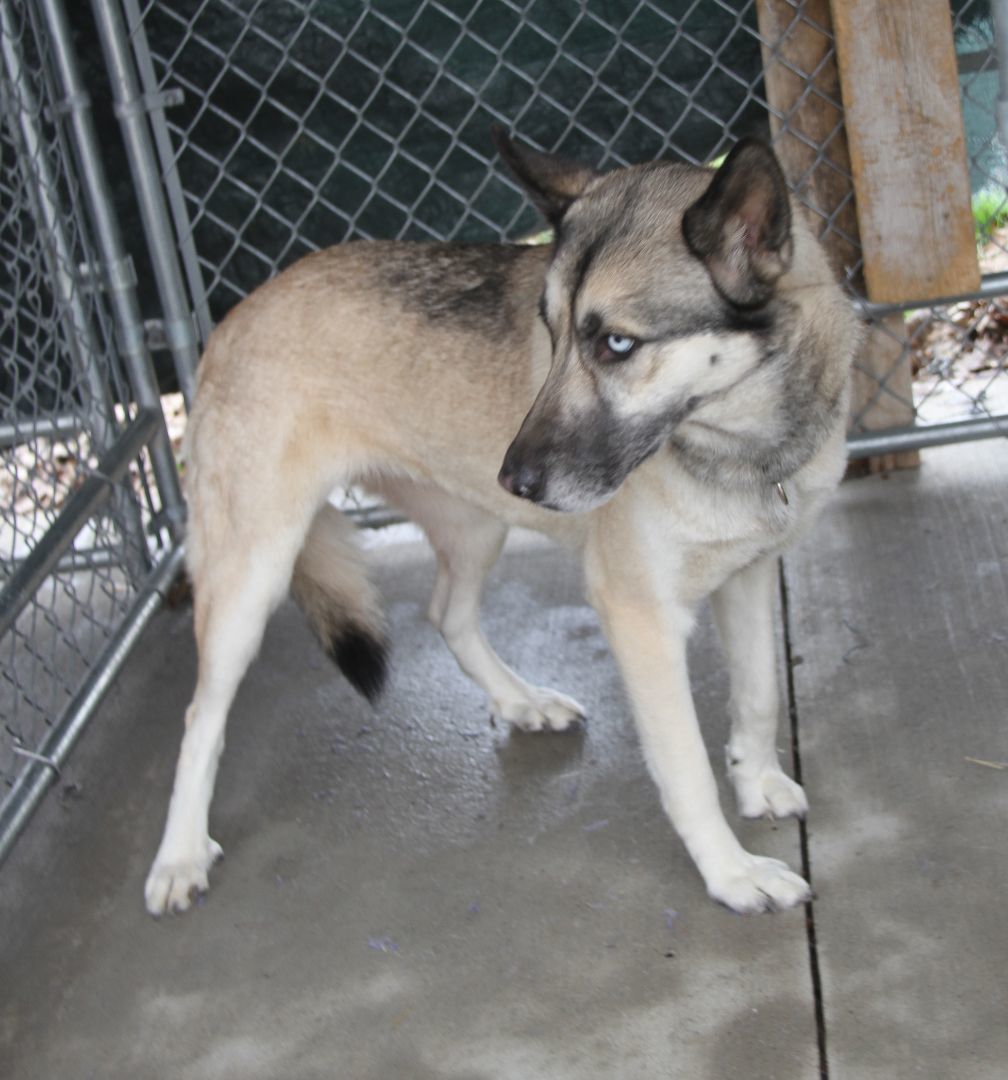 Enlarge Sheba, an adoptable mixed breed in Marietta, OH image 6/6
