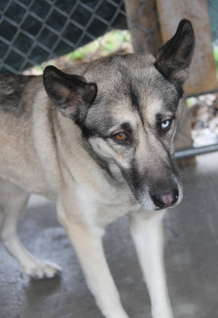 Enlarge Sheba, an adoptable mixed breed in Marietta, OH image 5/6