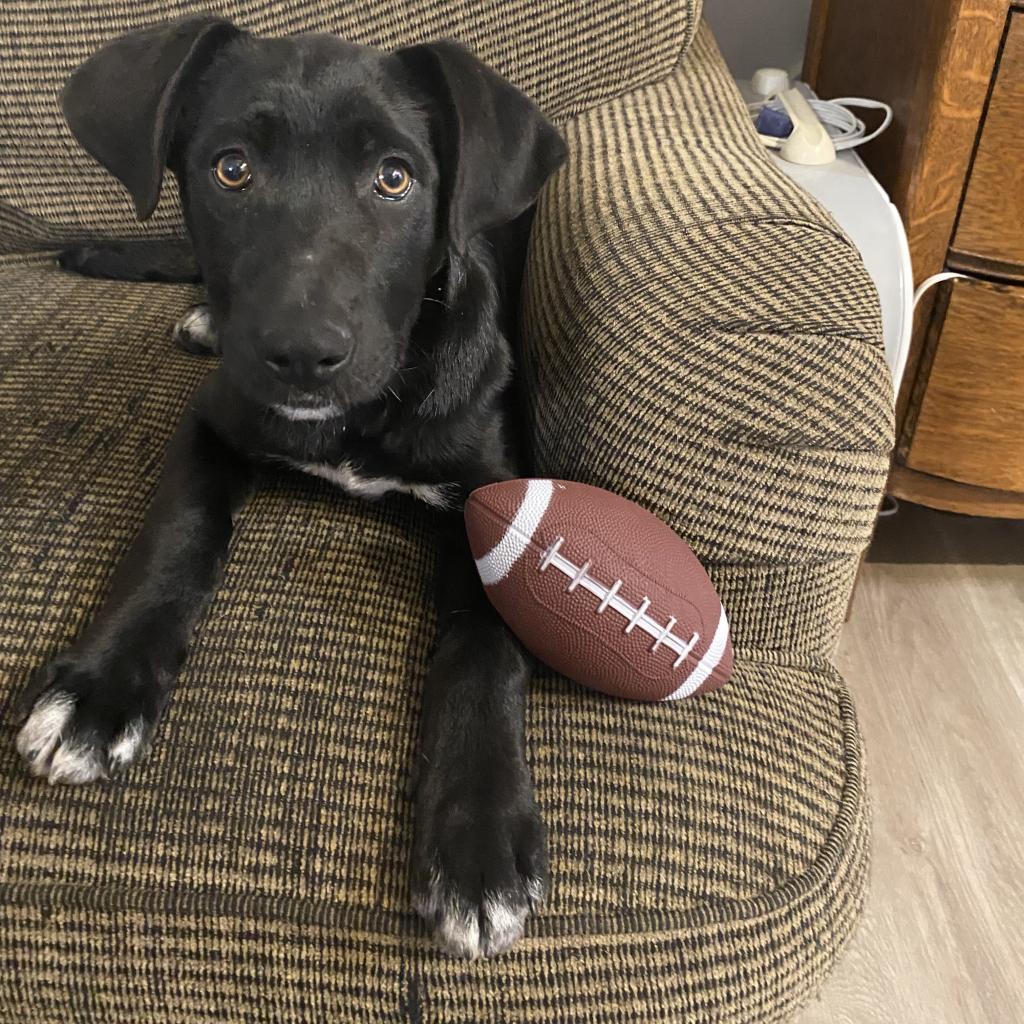 Enlarge Fanta, a Adoptable mixed breed in Duck River, TN image 1/4