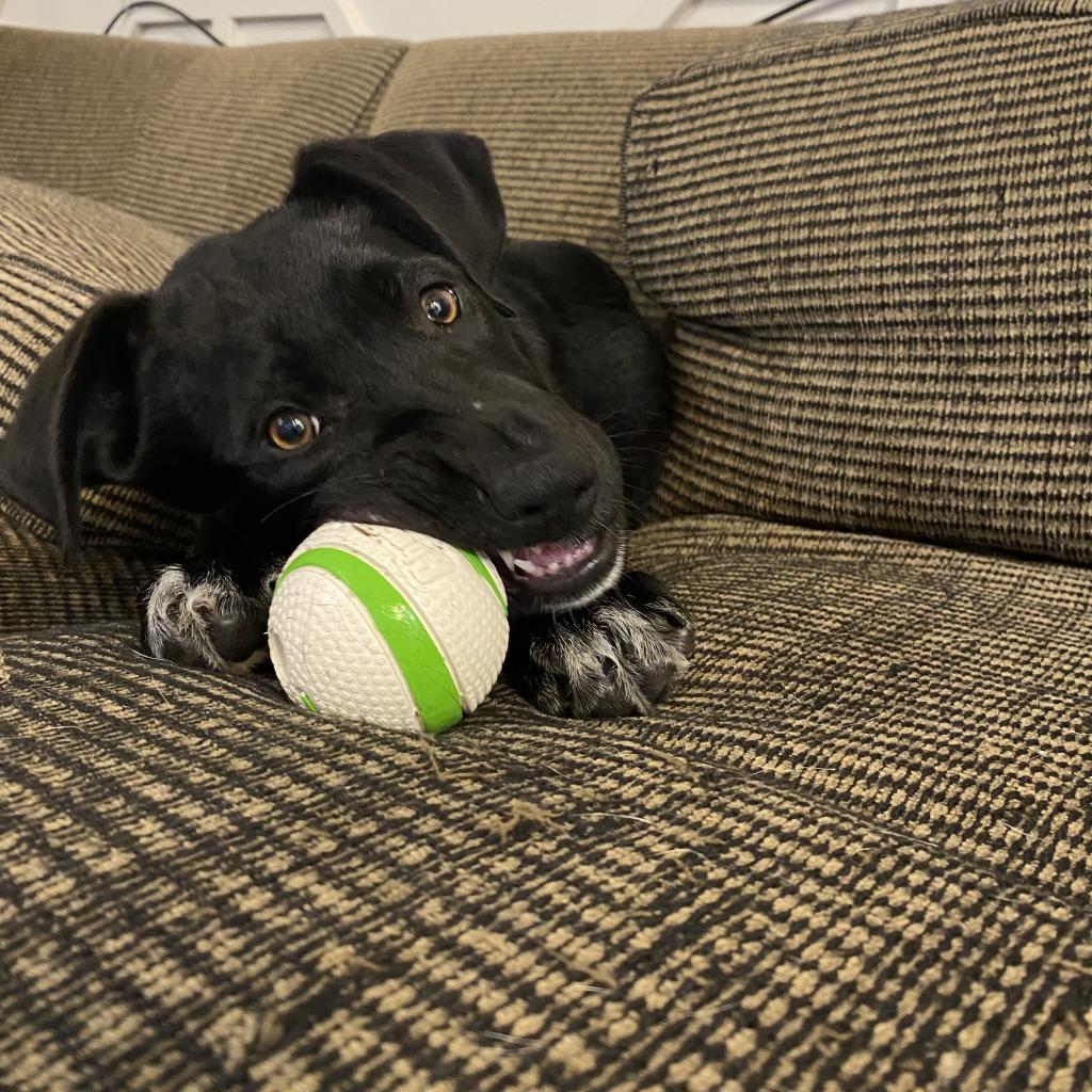 Enlarge Fanta, a Adoptable mixed breed in Duck River, TN image 2/4