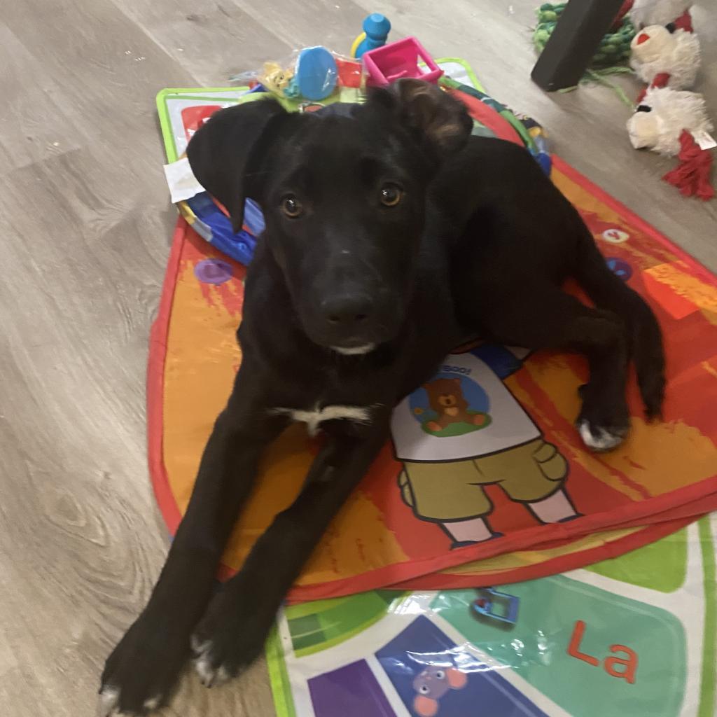 Enlarge Fanta, a Adoptable mixed breed in Duck River, TN image 3/4