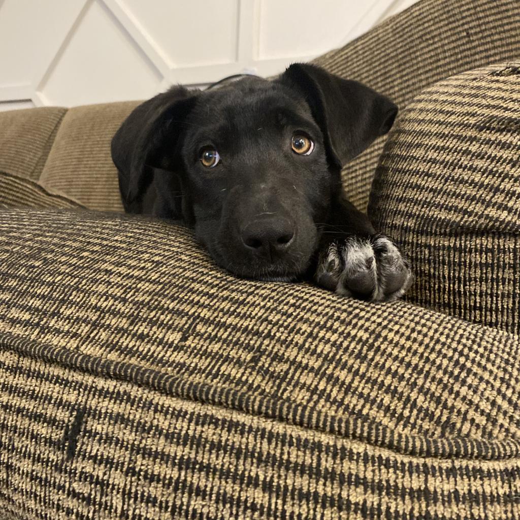 Enlarge Fanta, a Adoptable mixed breed in Duck River, TN image 4/4