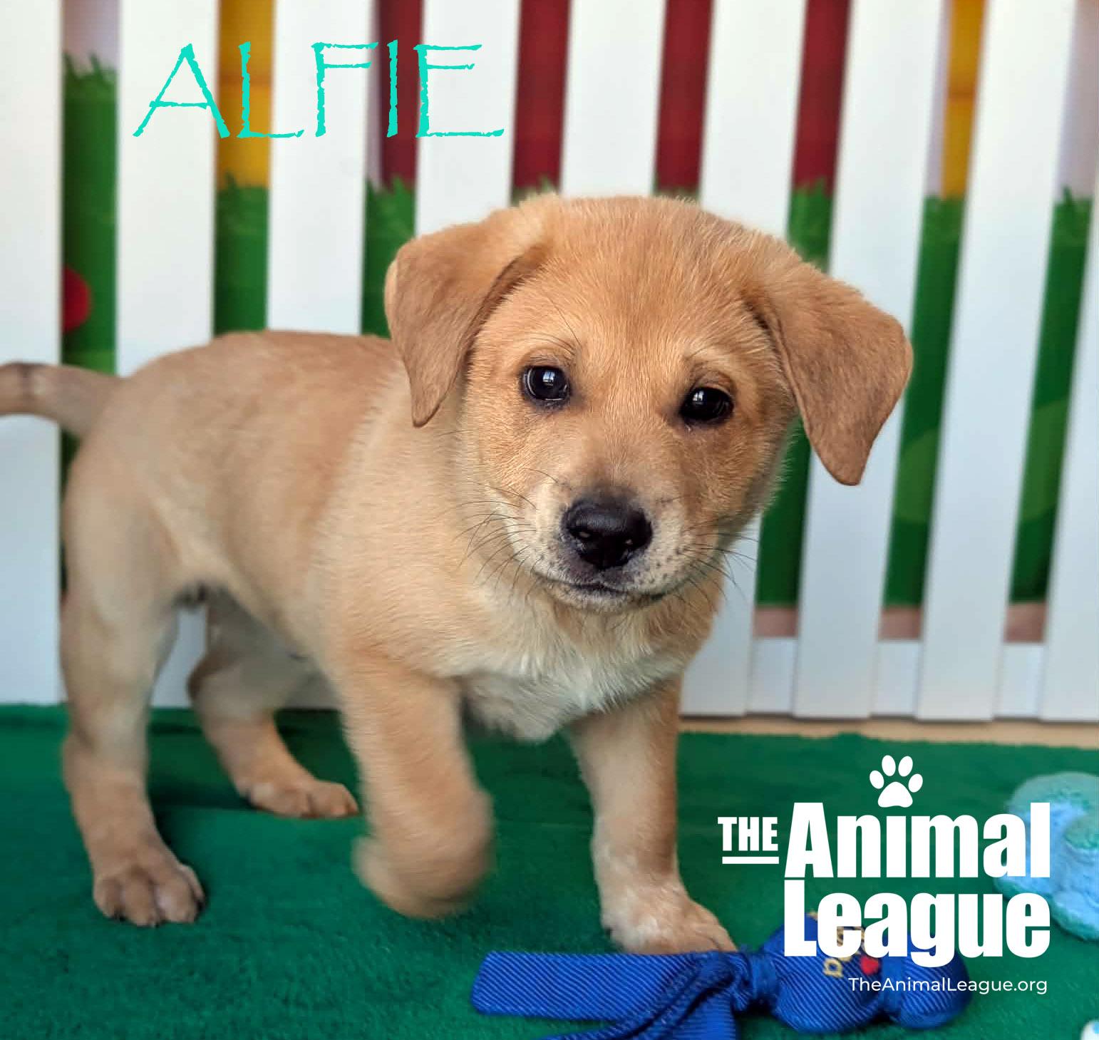 Enlarge Alfie, a Adoptable mixed breed in Clermont, FL image 1/4