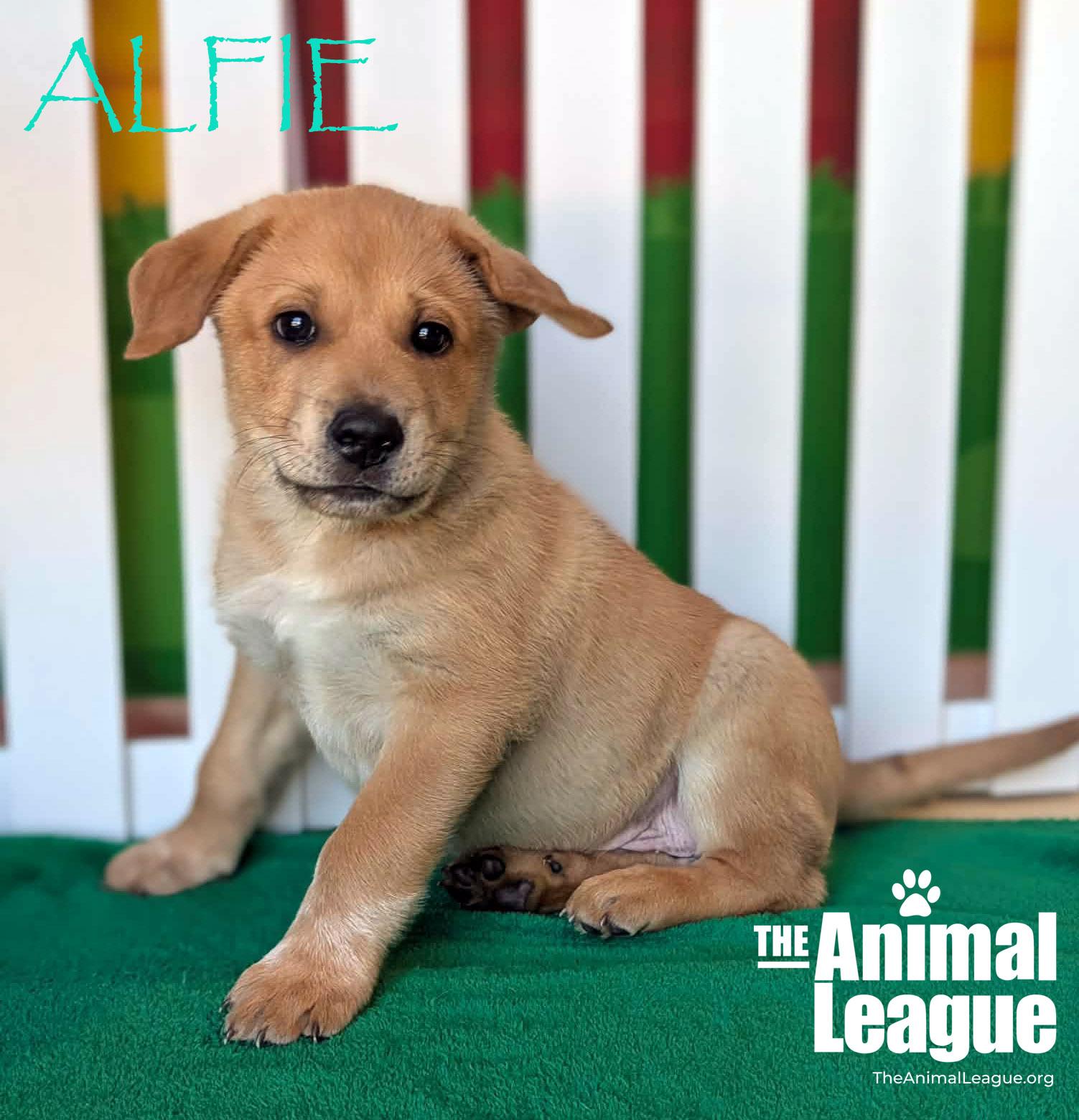 Enlarge Alfie, a Adoptable mixed breed in Clermont, FL image 3/4