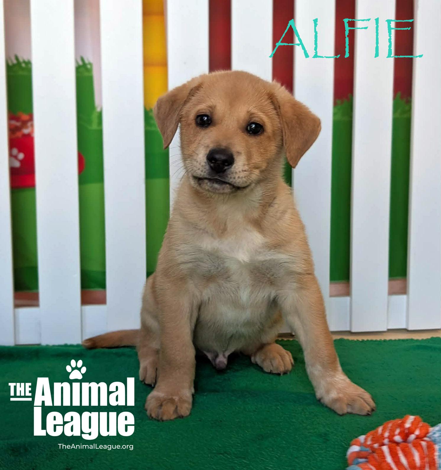 Enlarge Alfie, a Adoptable mixed breed in Clermont, FL image 4/4